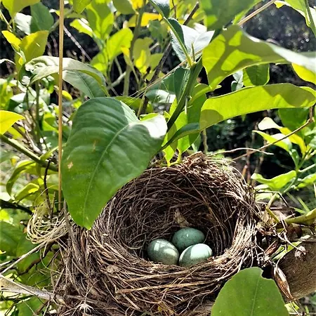 Nappi - Azienda Agricola Piano Delle Vigne Bauernhof *