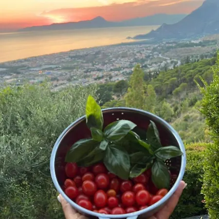 Nappi - Azienda Agricola Piano Delle Vigne *