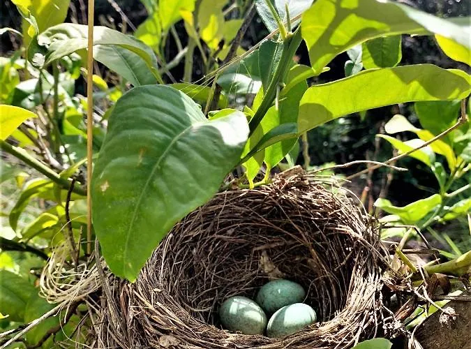 Nappi - Azienda Agricola Piano Delle Vigne Çiftlik konaklama *